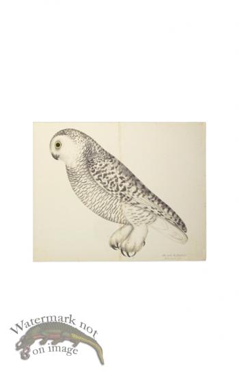 SNOWY OWL . PL 27